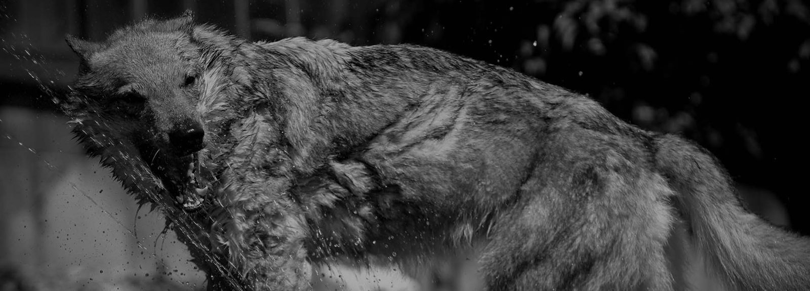 Tschechoslowakische Wolfhunde unterwegs in der Landschaft
