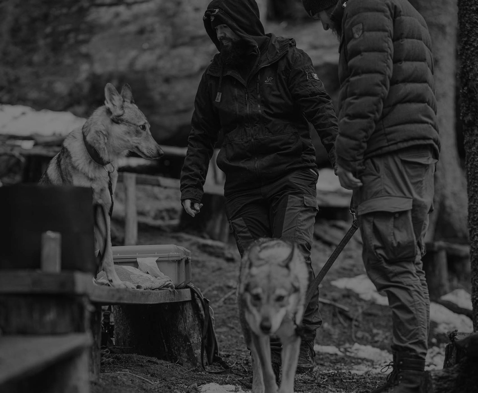 Tschechoslowakischer Wolfhund hinter den Kulissen einer Produktion