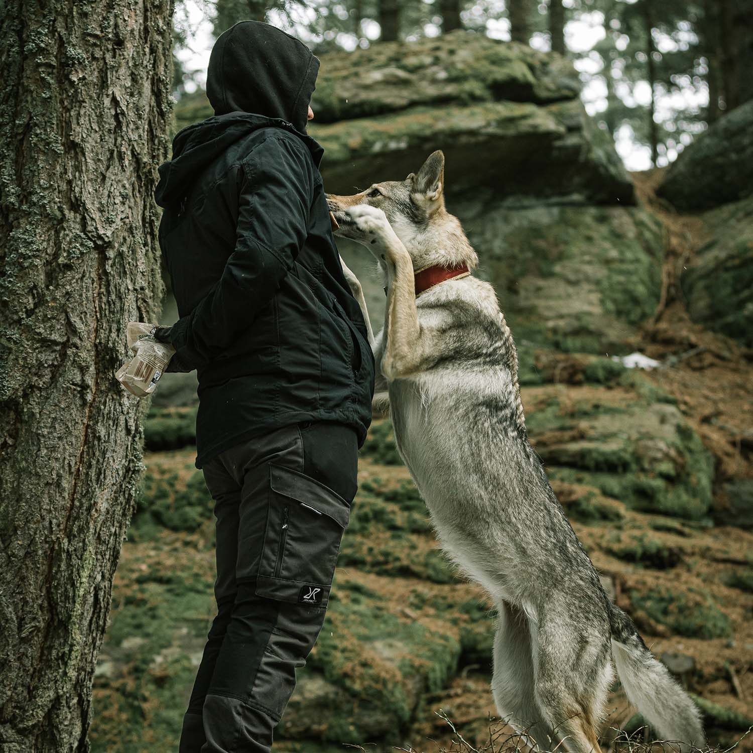 Tschechoslowakischer Wolfhund in editorialer Aufnahme