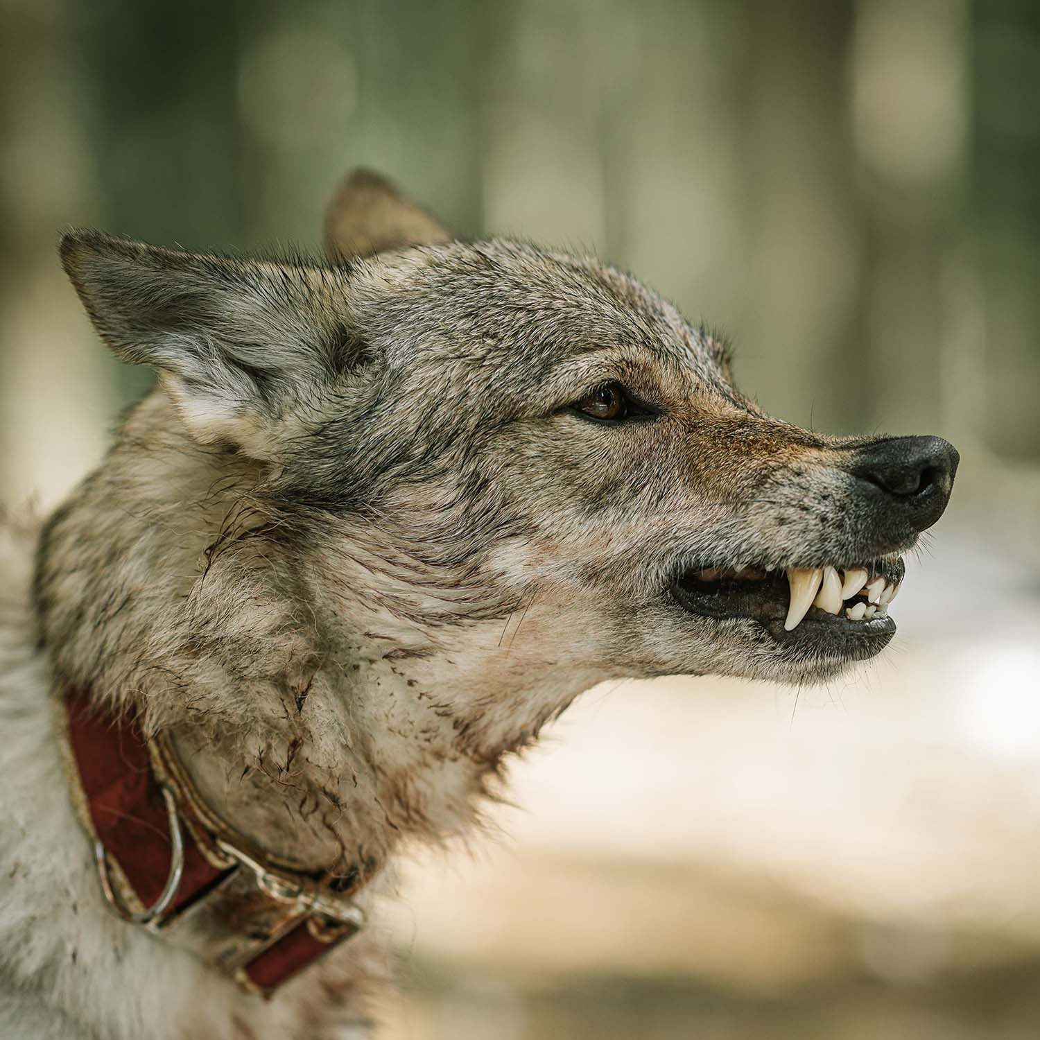 Tschechoslowakischer Wolfhund in ruhiger Kampagnenaufnahme