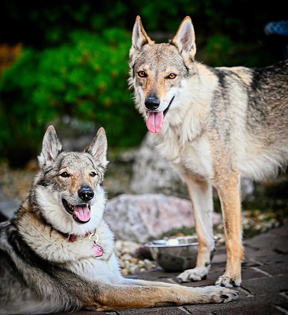 Tschechoslowakischer Wolfhund im Ausstellungsring