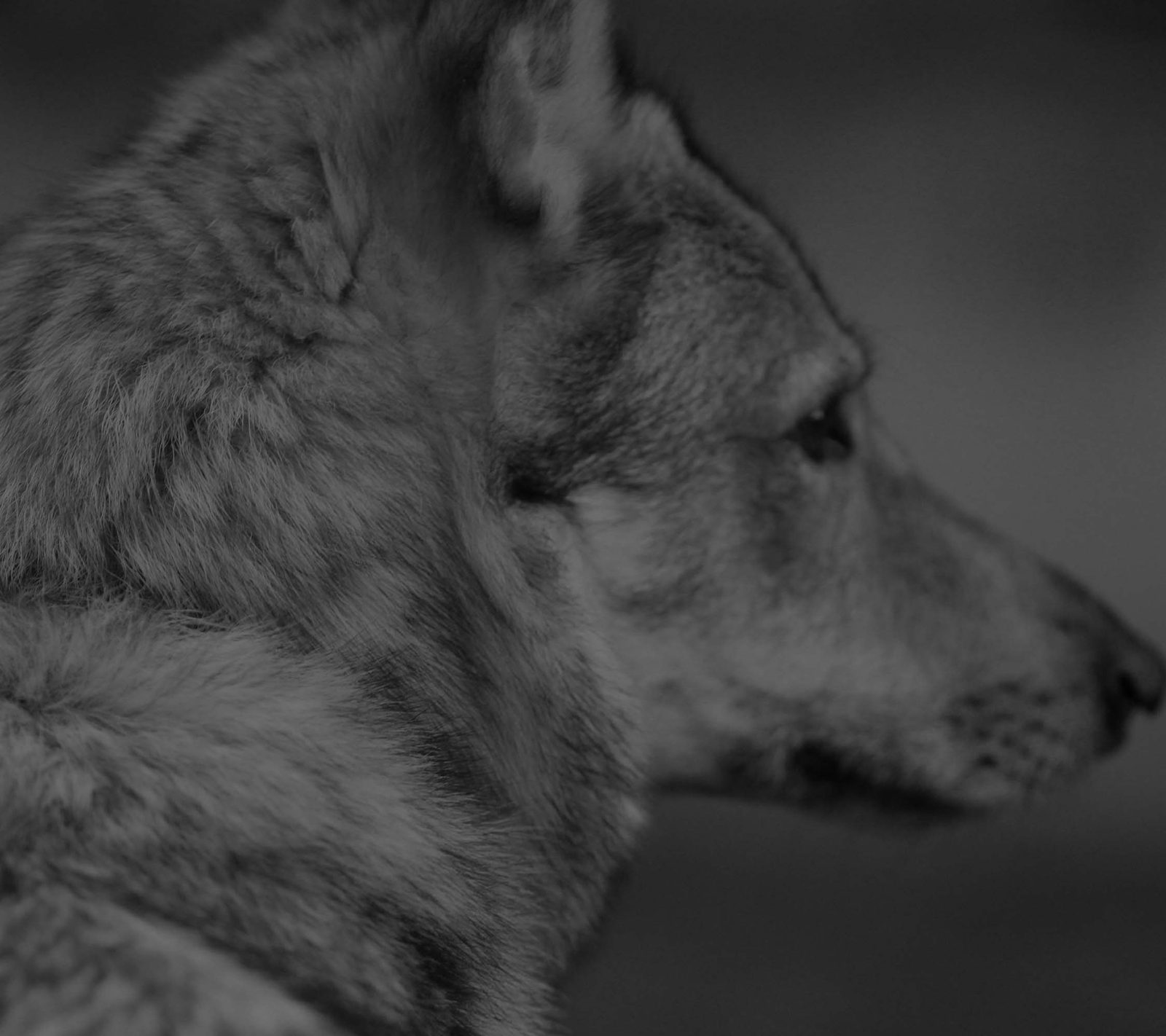 Tschechoslowakischer Wolfhund frontal mit ruhigem Blick in die Kamera