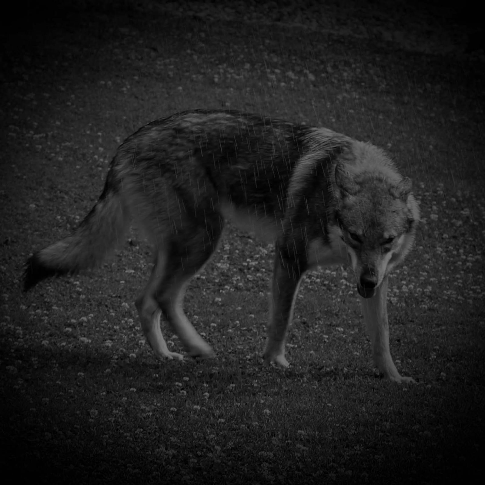 Tschechoslowakischer Wolfhund konzentriert im Training