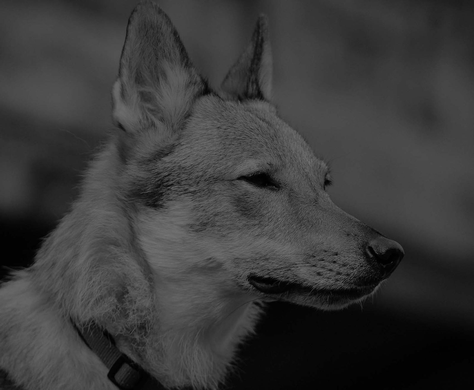 Tschechoslowakischer Wolfhund seitlich zum Licht