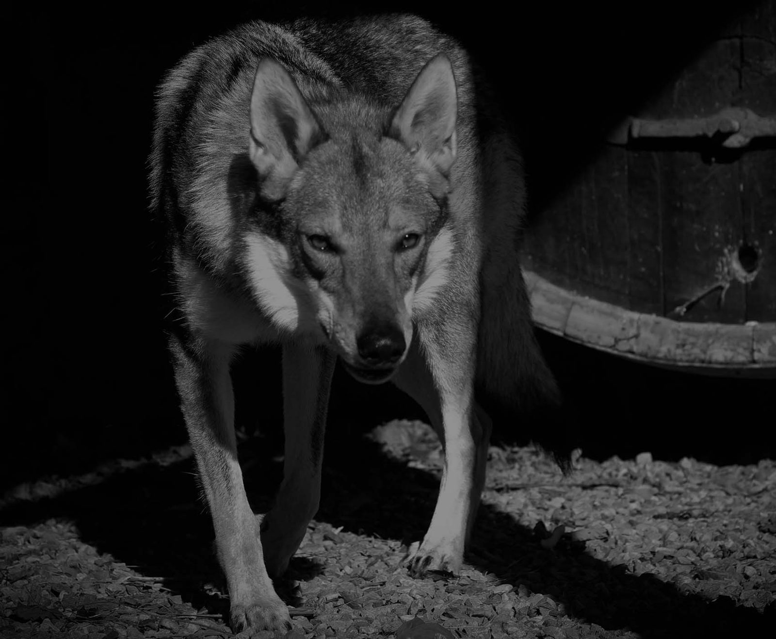 Tschechoslowakischer Wolfhund im Studio vor dunklem Hintergrund