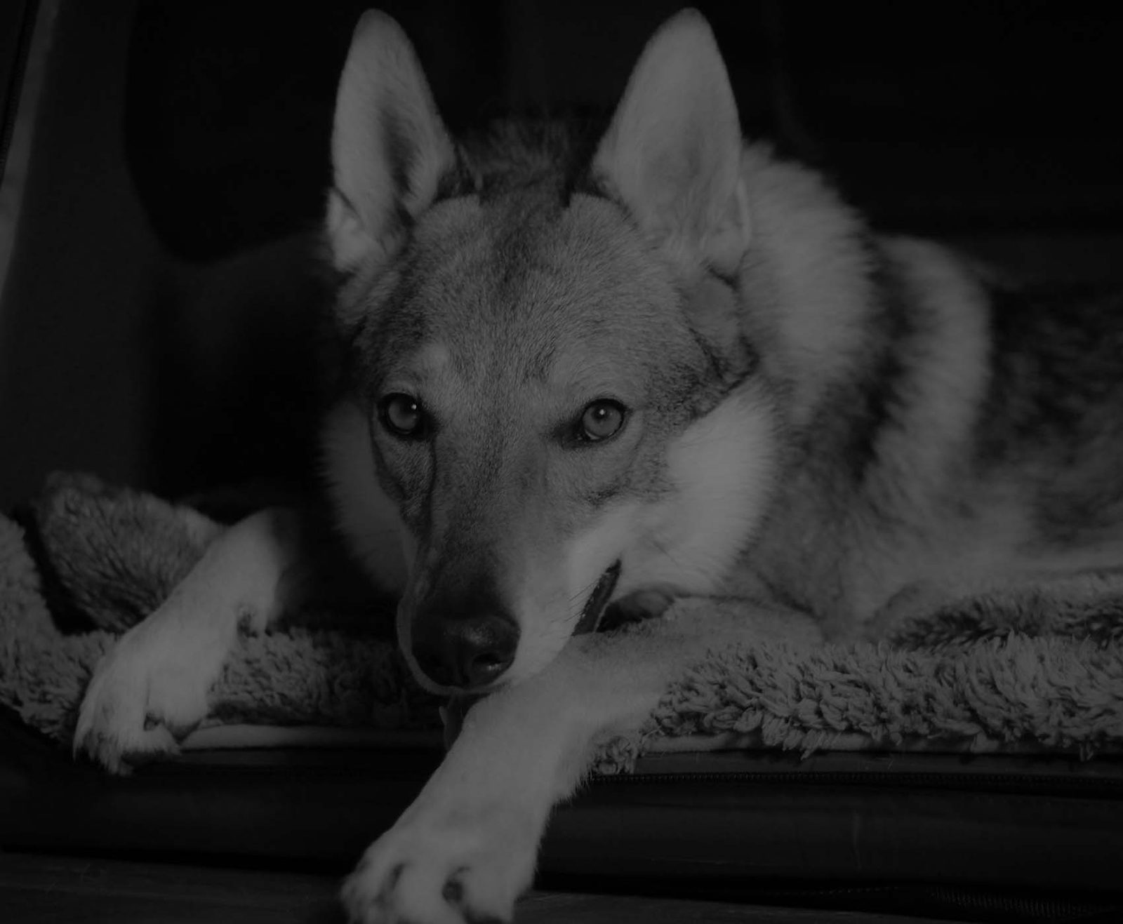 Tschechoslowakischer Wolfhund aufmerksam im Freien während des Trainings