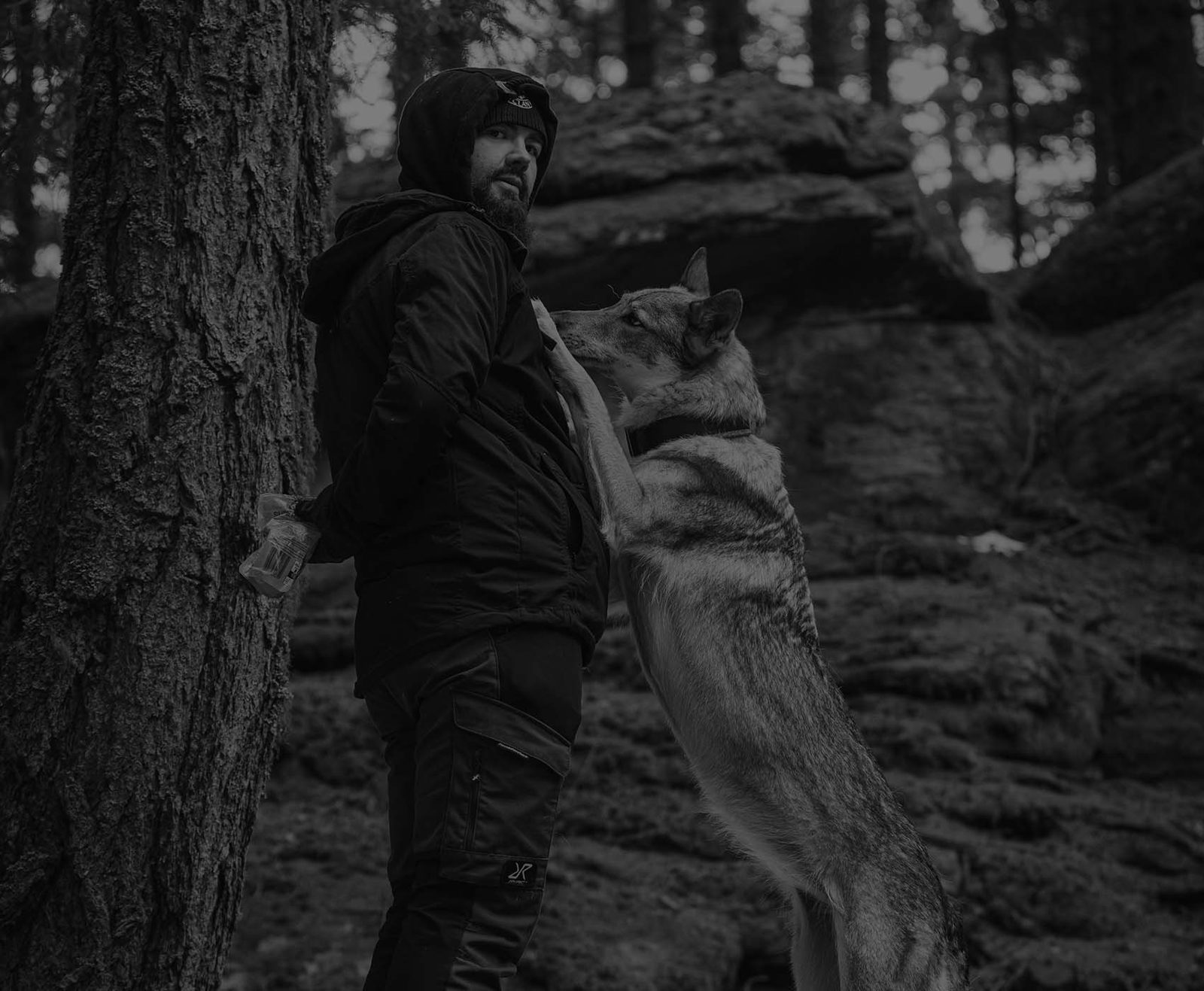 Tschechoslowakischer Wolfhund im Gegenlicht