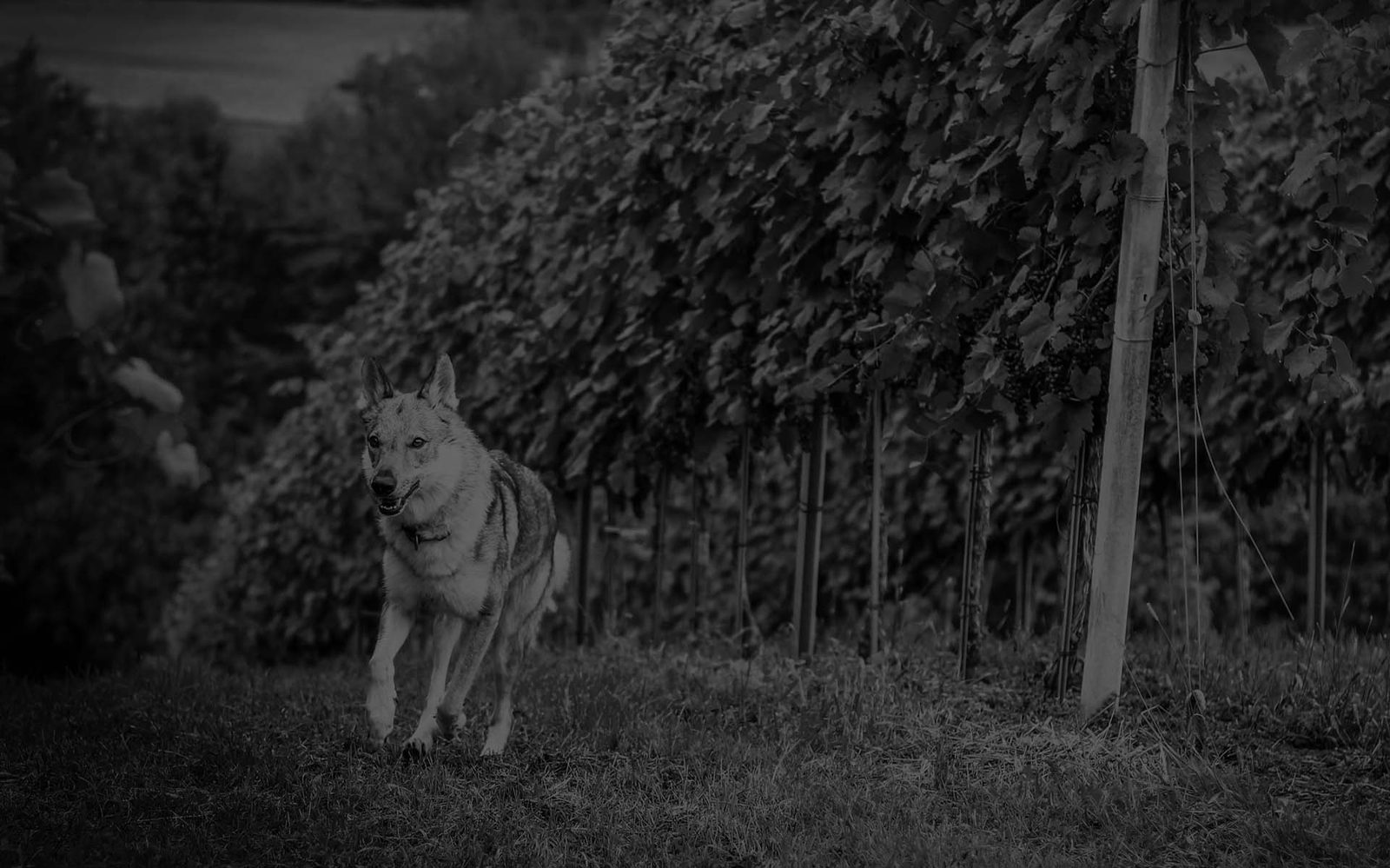 Tschechoslowakischer Wolfhund ruhig und aufmerksam im Freien