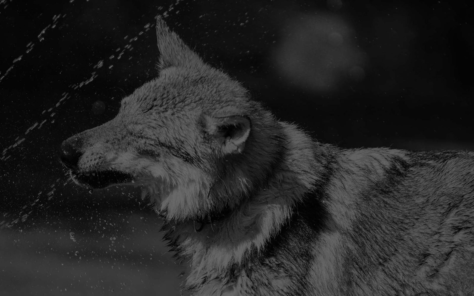Tschechoslowakischer Wolfhund der Lunar Lupus e.U. auf einer Wiese in der Steiermark