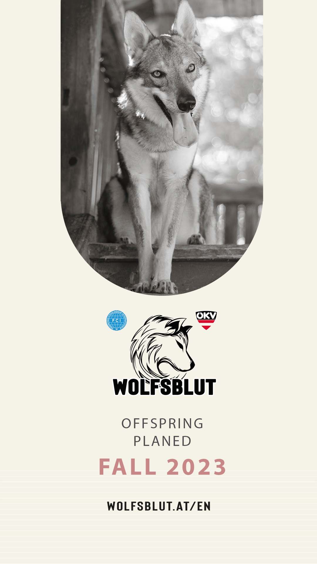 Welpen des Tschechoslowakischen Wolfhunds aus der Zucht vom alten Wolfsblut