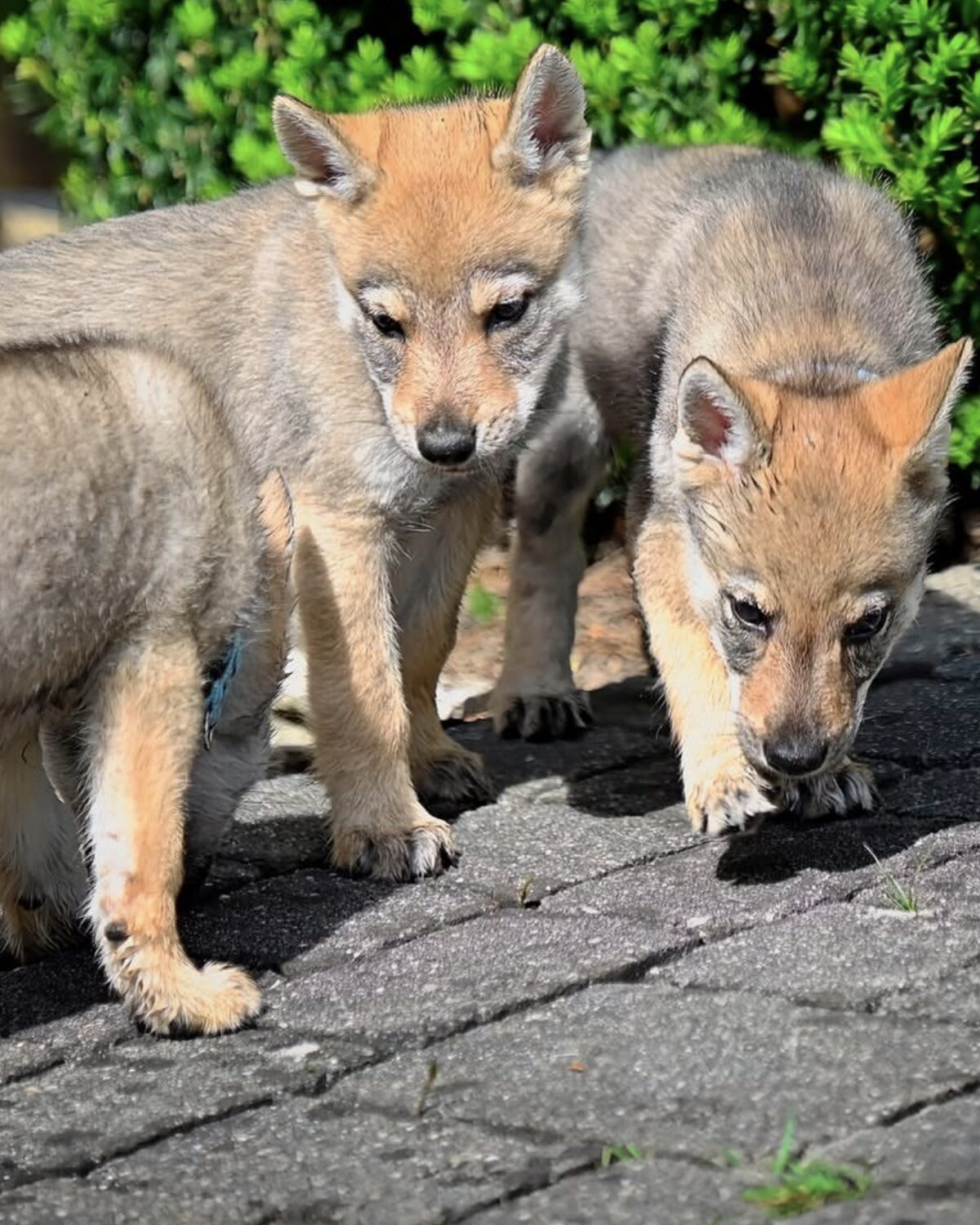 Zwei Welpen aus der Nachzucht vom alten Wolfsblut auf einem Plattenweg